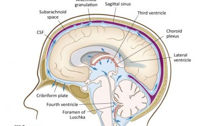 Lymphatic Massage And Neuroinflammation