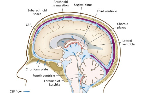 Lymphatic Massage And Neuroinflammation