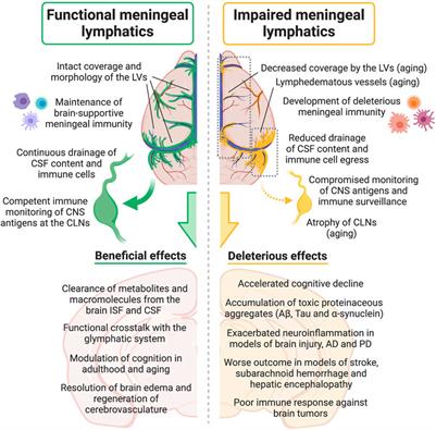 Carolina Pintos Therapy - Lymphatic Drainage And Neuroinflammation 0
