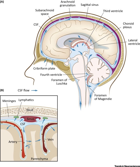 Carolina Pintos Therapy - Lymphatic Drainage And Neuroinflammation 3